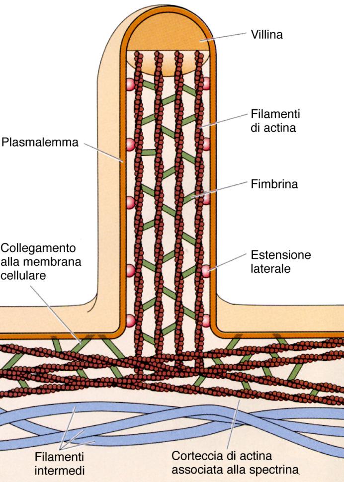 tubuli renali Legame actinamembrana legami actina-actina tramite