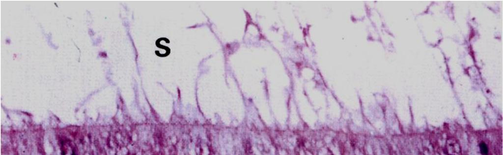 Membrana apicale: stereociglia Prolungamenti citoplasmatici con struttura analoga ai