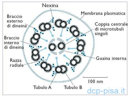 MOVIMENTO : I Microtubuli scorrono