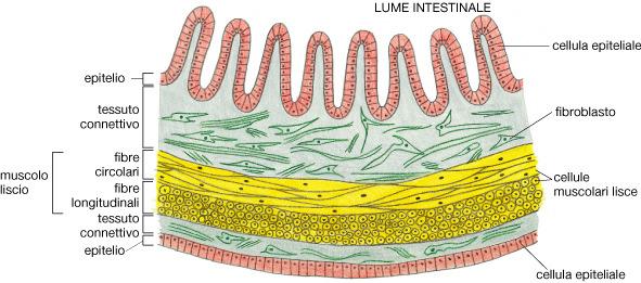 intestino) Assorbimento e trasporto di sostanze