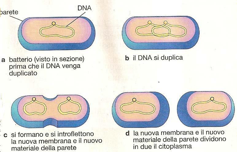 riproducono: per