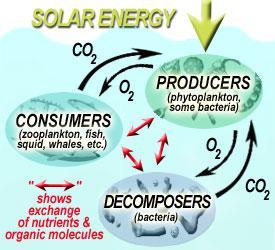 ENERGIA PER I PROCESSI BIOLOGICI Gli ecosistemi sono rappresentati da un flusso continuo di materia e di energia.