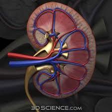 1.1 RENI L apparato urinario è composto da: 1. RENI 2. URETERI 3. VESCICA URINARIA 4. URETRA Si trovano ai due lati della colonna vertebrale tra T12 e L3. Sono ghiandole esocrine ed endocrine, pari.