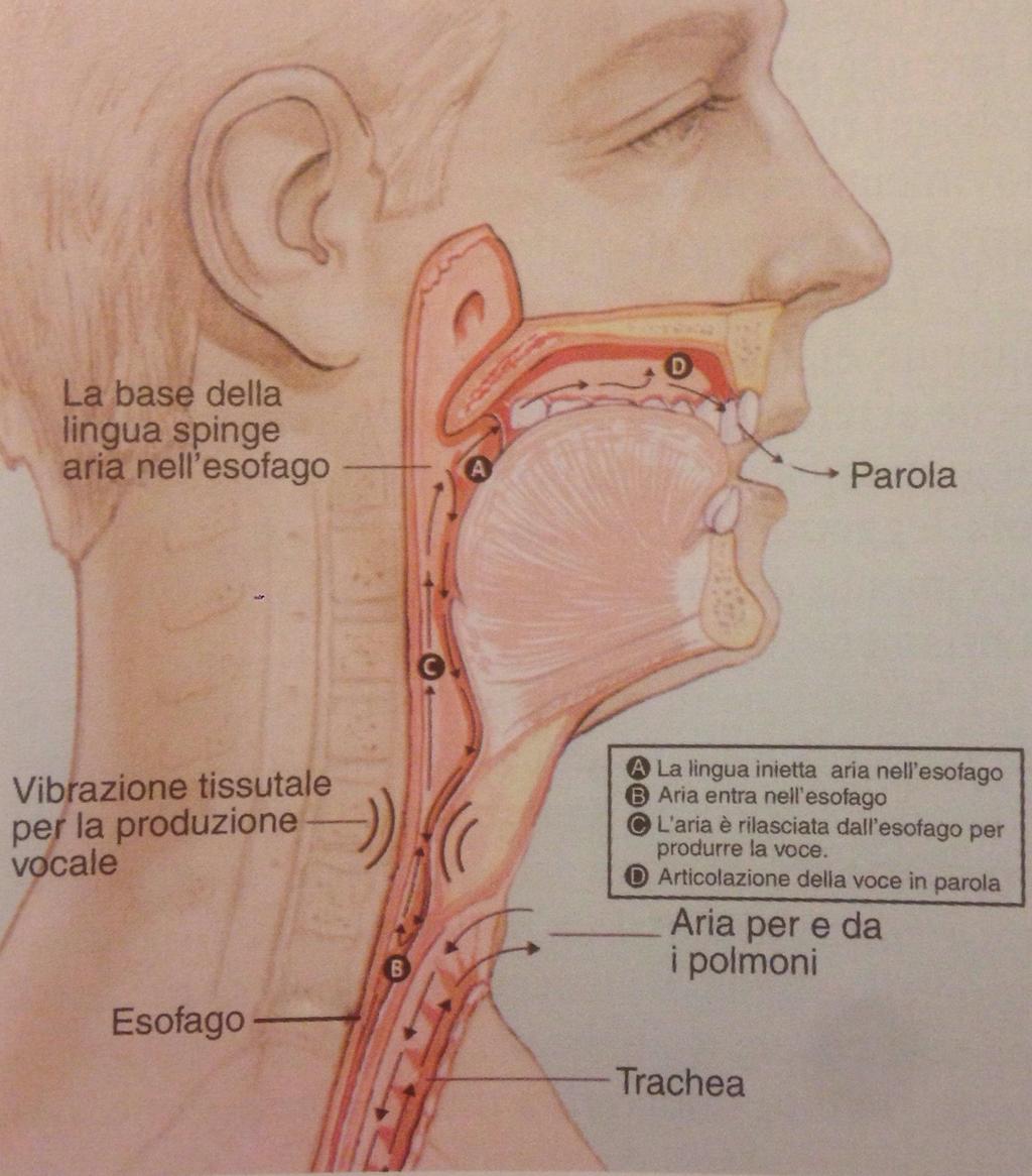 esofago caudale, grazie alla resistenza opposta al flusso aereo dal tono muscolare, soprattutto a livello di esofago cervicale-sfinteriale, era in grado di funzionare come una neo-glottide.