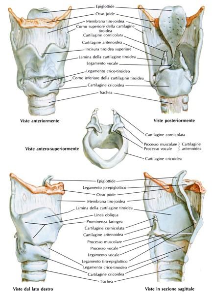 continuità con l'ipo-faringe, la parte inferiore è infine collegata alla trachea.