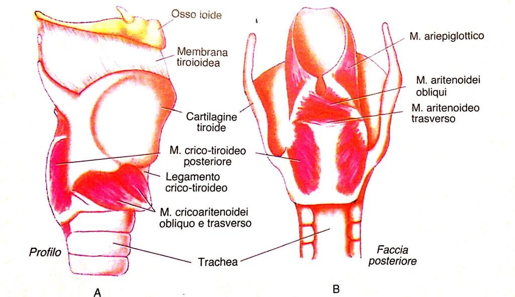 fonazione, agendo indirettamente sulle corde vocali.