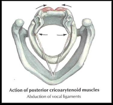 Illustrazione 3: Azione del muscolo cricotiroideo Il muscolo crico-aritenoideo posteriore è posto dietro la cartilagine cricoide collegandola alle aritenoidi.