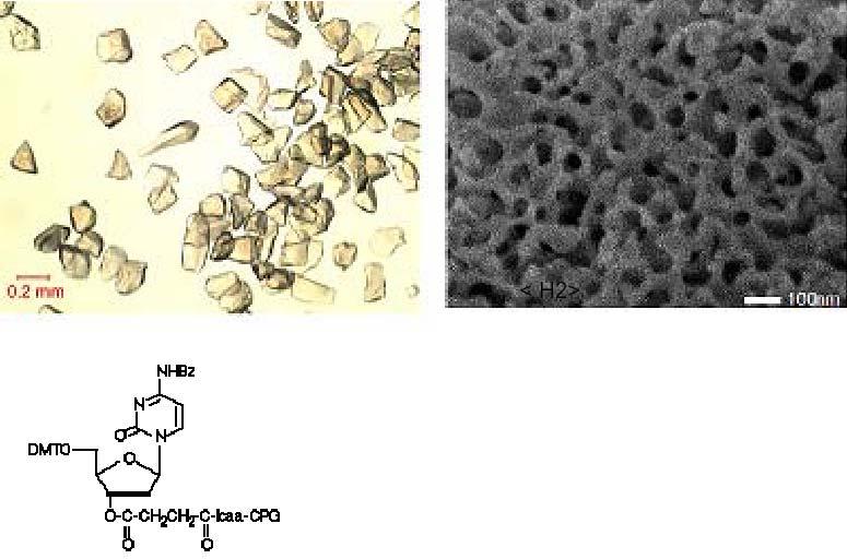 Il supporto solido più usato: la CPG (Controlled Pore Glass) lcaa = Long