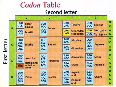 Codice genetico 61 codoni codificano per 20 amino acidi Codice a triplette Non sovrapponibile Degenerato Ogni amino acido è specificato da più di una