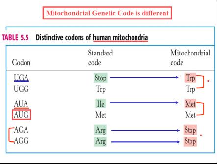 Decodificazione del mrna mediata dai trna (1) L informazione genetica è trascritta dal DNA in mrna sotto forma di un codice a triplete detto «degenerato».