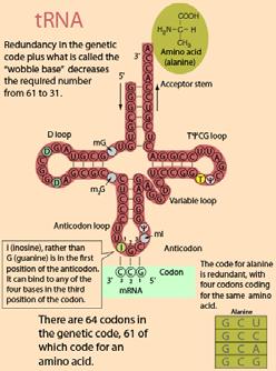 Decodificazione di una molecola di mrna Ogni amminoacido