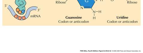 codoni diversi solo nel 3 nucleotide; stesso anticodone Codone: