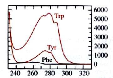 Spettri di assorbimento UV dei principali amminoacidi aromatici Triptofano (Trp) Fenilalanina (Phe) ε 280