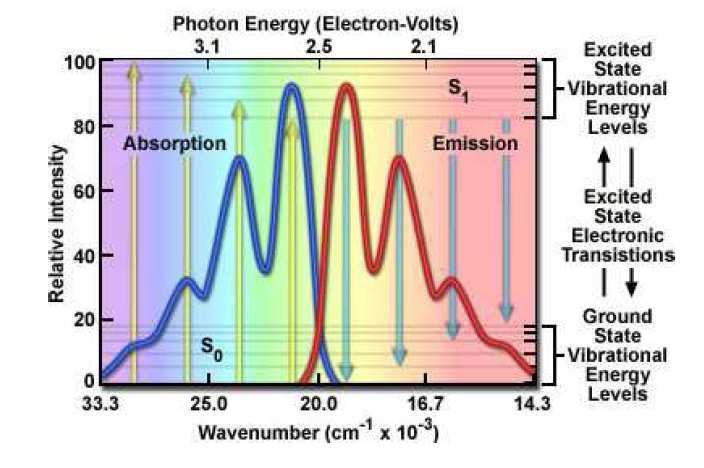 Fluorescenza S 3 S 2 La fluorescenza avviene sempre a lunghezze d onda uguali o maggiori