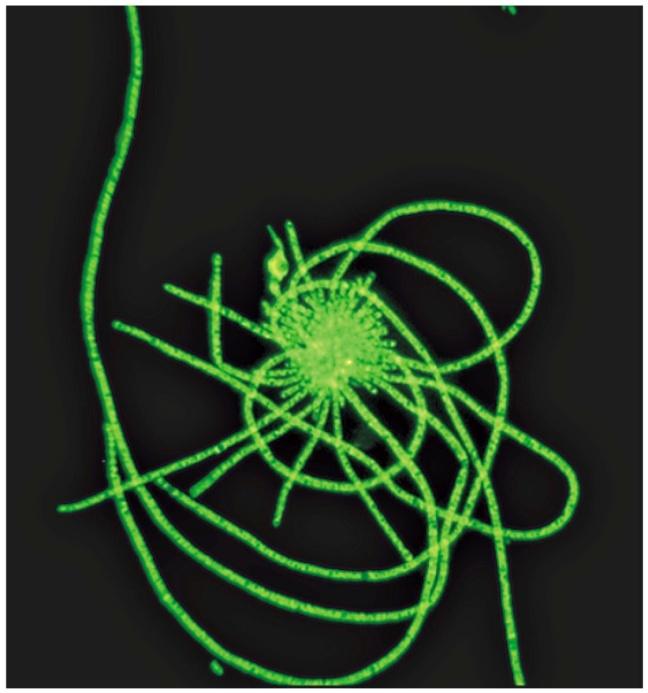 Microscopia a fluorescenza Usa come sorgente luminosa una fonte di UV I