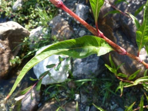 officinale; b) Lycopus europeus; c) Lemna minor; d) Polygonum persicaria a) b) c) d) 4.1.