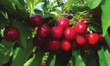 I frutti hanno un calibro elevato (Ø 28-30 mm), colore rosso brillante, consistenza della polpa elevata, scarsa suscettibilità al cracking e buon sapore, dolce.