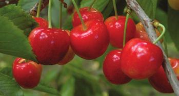 Sofia Matura in epoca precoce, 8 gg. dopo Burlat. I frutti hanno un calibro medio elevato (Ø 28 mm), di colore rosso scuro, elevata consistenza della polpa.