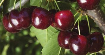 I frutti hanno un calibro elevato (Ø 28 mm), colore rosso scuro. L albero è molto vigoroso, autofertile con profilo allelico S1S4. Sembra poco suscettibile al cracking.