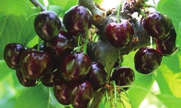 La messa a frutto è precocissima e la produttività è costante e molto elevata soprattutto su soggetti vigorosi (20 t/ha). La fioritura è precoce (3-4 gg.