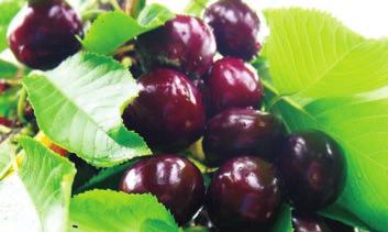 I frutti hanno calibro elevato (Ø prevalente 28-30 mm), peso medio di 11,5 g, epidermide di colore rosso scuro brillante (CTIFL 5-6), polpa consistente (0,48 kg), di discreto sapore, dolce (17,5