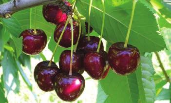 acidità media (8,5 g/l), aromatico. I frutti maturano uniformemente ed hanno un ottima tenuta in pianta.