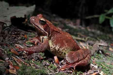 Specie distribuita nell Europa centro-settentrionale, presente con popolazioni frammentate e/o isolate nell Italia appenninica.