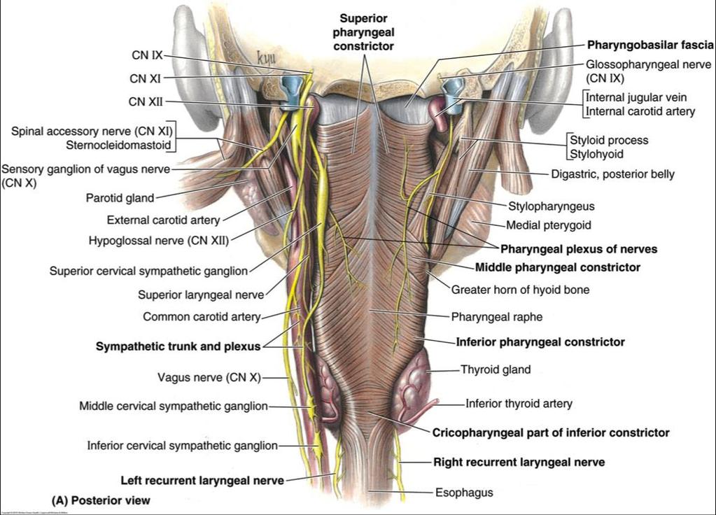 Ancora nei pressi del forame giugulare dà origine ai Nervi Faringei del nervo vago.
