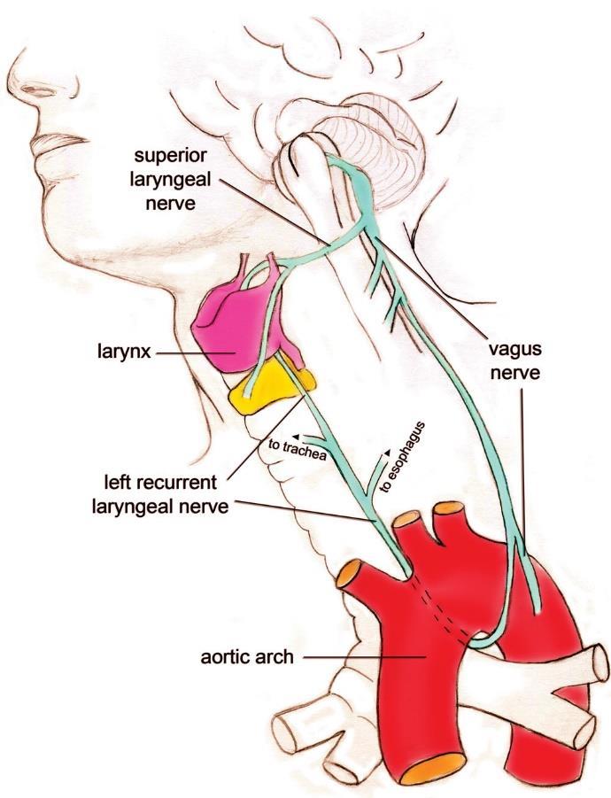 Sempre nei pressi del forame giugulare ha origine il Nervo Laringeo Superiore.