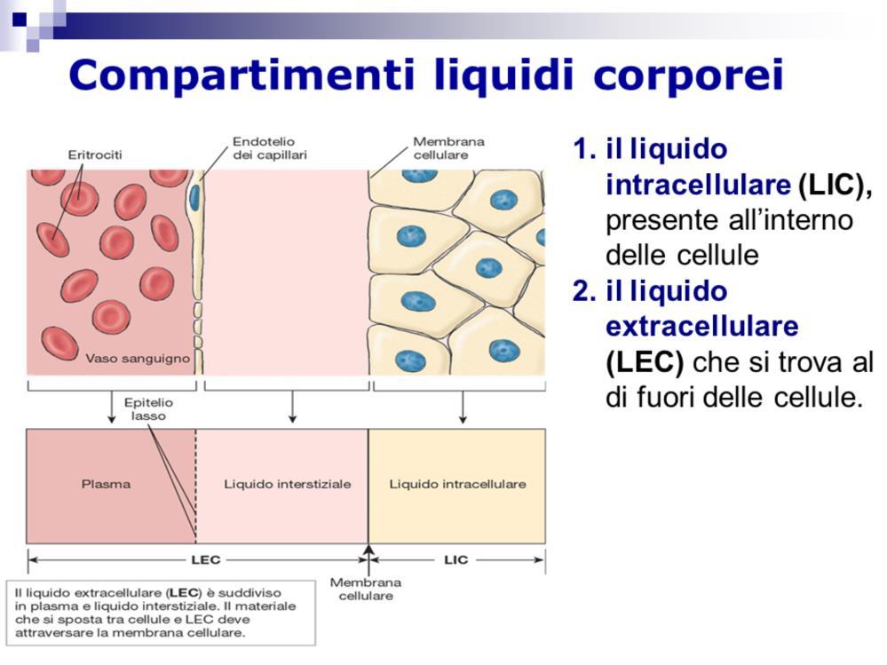 In questa slide vi mostro come la maggior parte delle cellule del corpo non sono in contatto diretto con il mondo esterno.