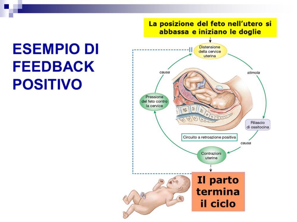 Un esempio di processo a retroazione positiva è quello del controllo ormonale delle contrazioni uterine durante il parto.