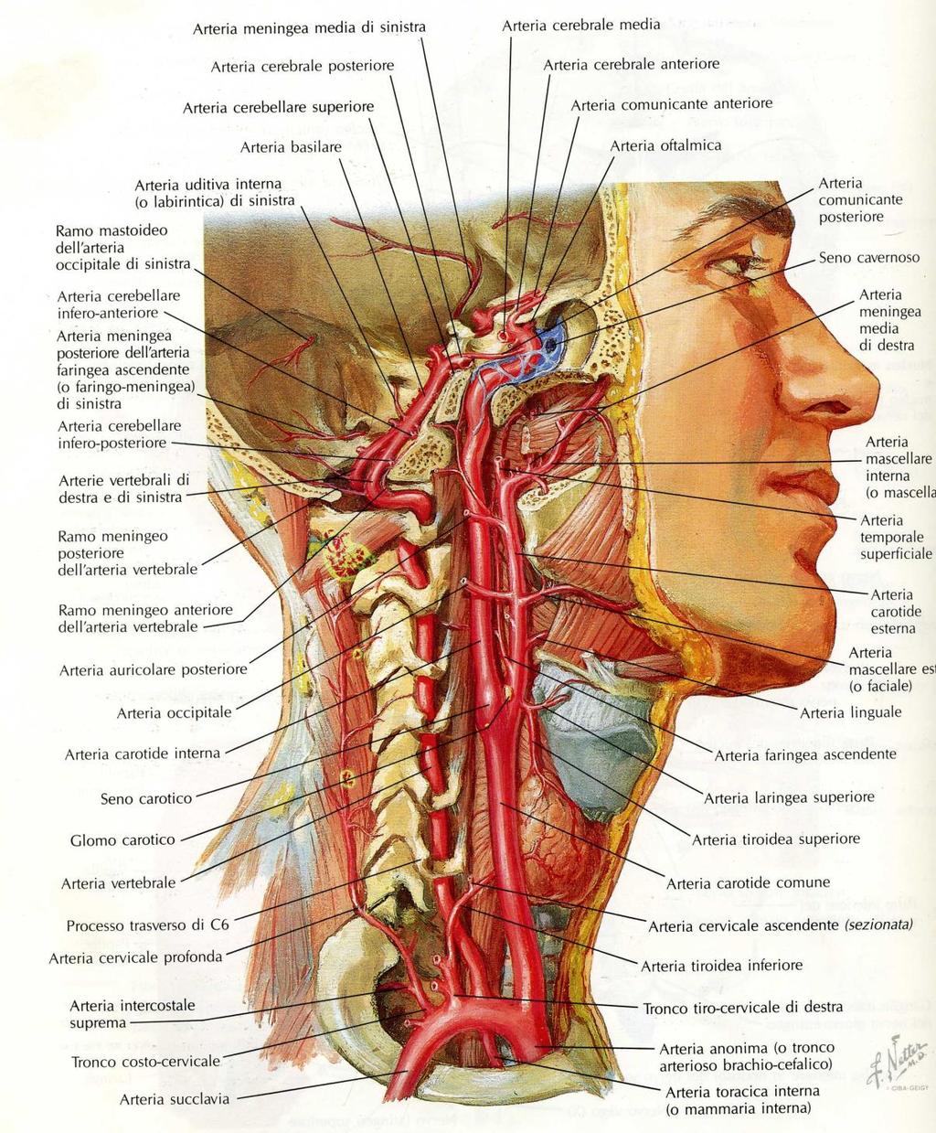 Arteria Vertebrale e Carotide Interna per il Circolo Encefalico L arteria vertebrale percorre i fori trasversari delle