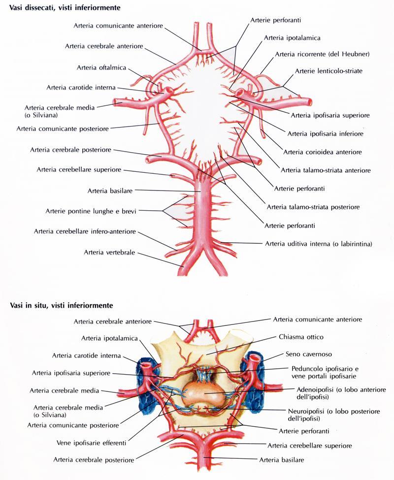 POLIGONO DI WILLIS Base del cervello PER ENCEFALO (CAROTIDE INTERNA E VERTEBRALE (SUCCLAVIA)) -Anello arterioso posto alla base dell encefalo che pone in anastomosi il sistema dell arteria carotide