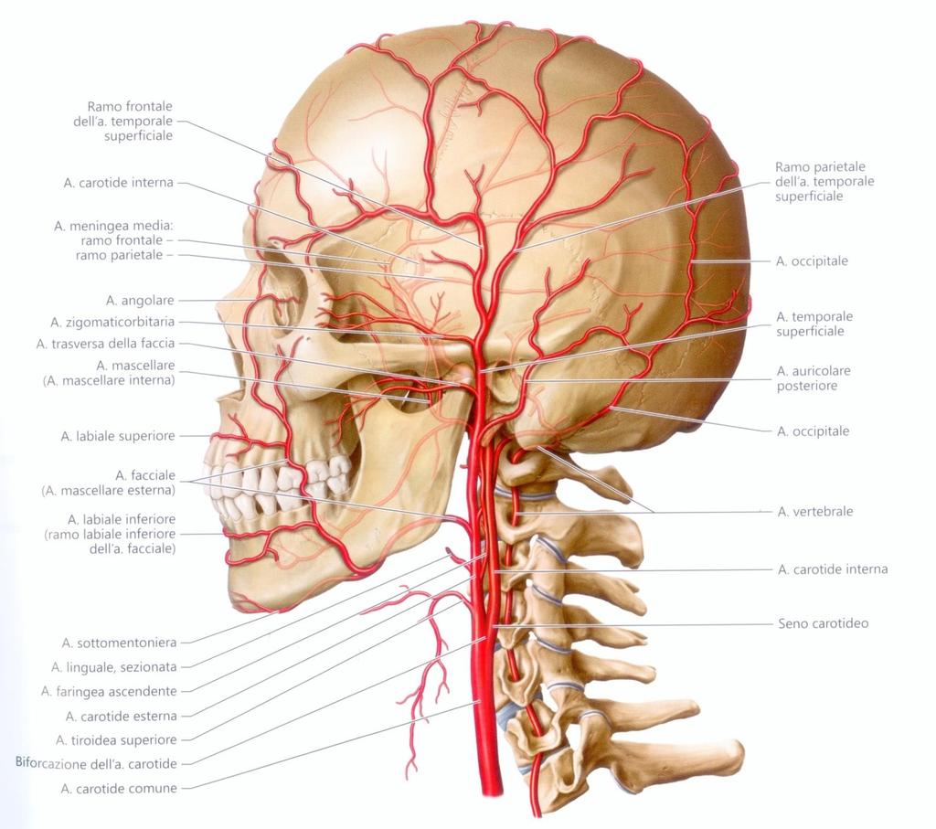 Rami collaterali: Arteria carotide esterna - Arteria tiroidea superiore - Arteria faringea ascendente -