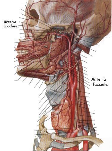 Arteria carotide esterna Arteria facciale (o mascellare esterna)