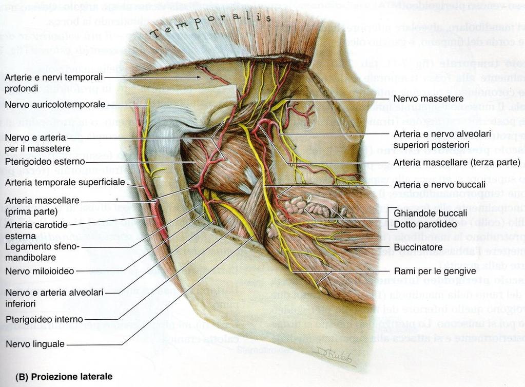 Arteria Mascellare Interna
