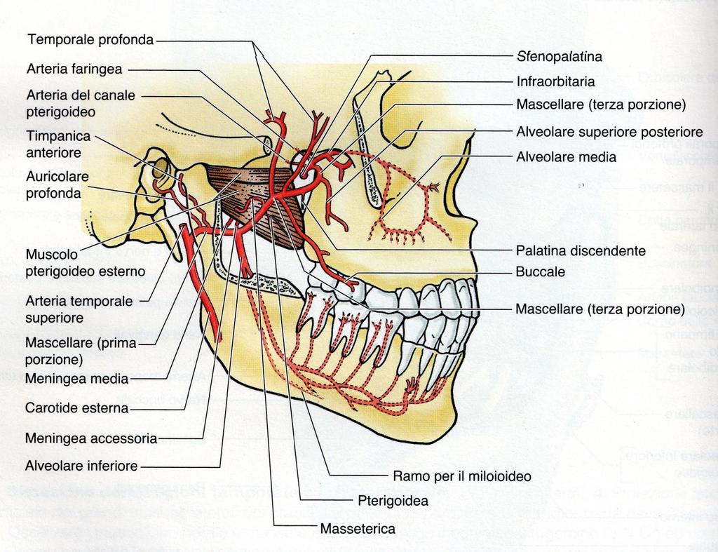 Arteria mascellare