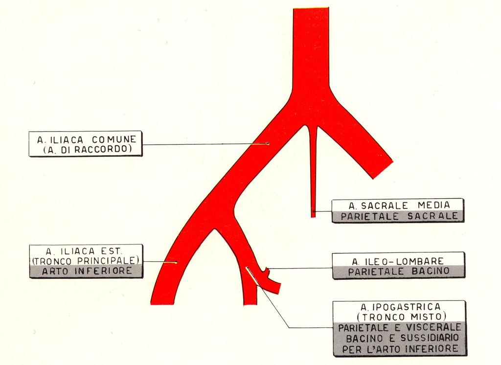 Prima di entrare nel piccolo bacino l aorta addominale si divide in due rami (dx. sx) I.