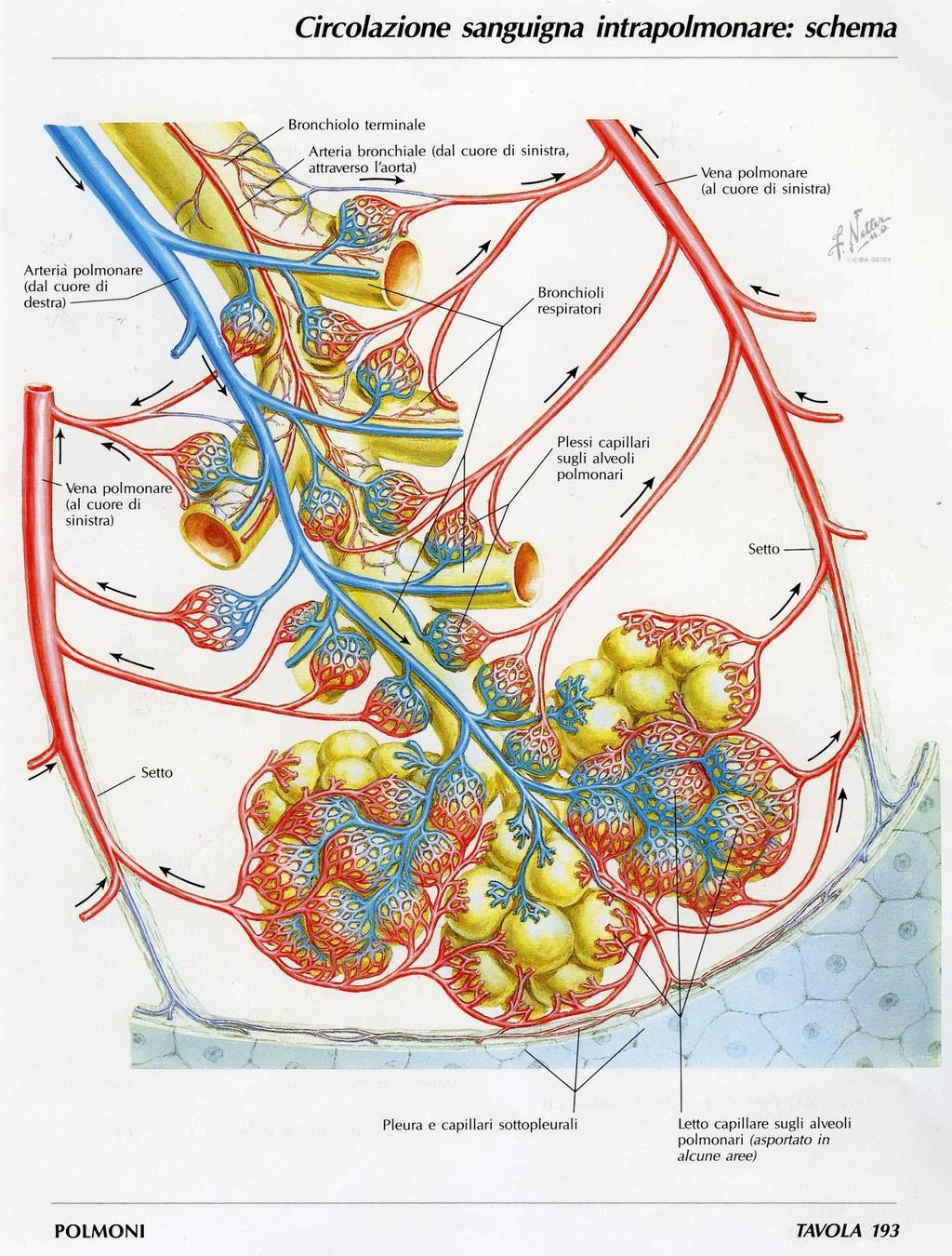 Circolo Polmonare Funzionale (vasi polmonari) Tronco polmonare dal ventricolo destro del cuore, ARTERIE polmonari dx e sx con sangue venoso Arterie polmonari seguono le ramificazioni dei bronchi fino