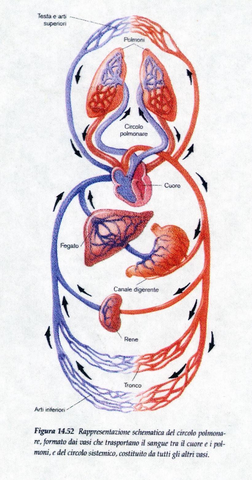 Circolo Sistemico: ventricolo sx-> atrio dx