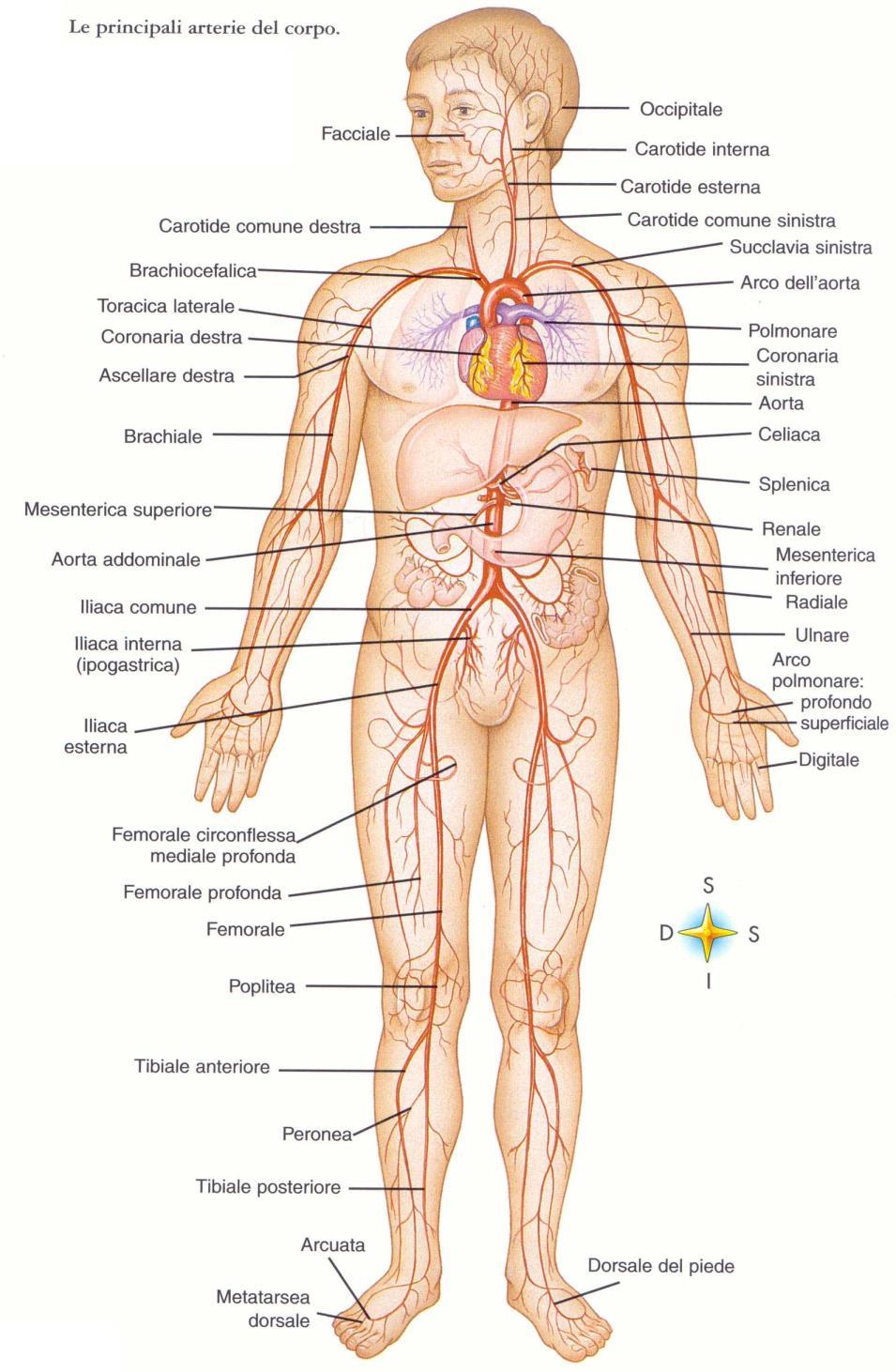 Arterie del Circolo Sistemico che