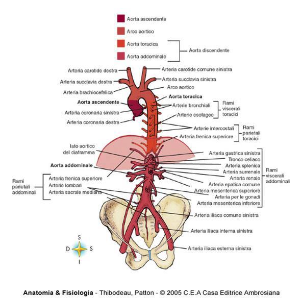Decorso e tratti dell Aorta AORTA ASCENDENTE: origina a livello della valv semilunare del vs.