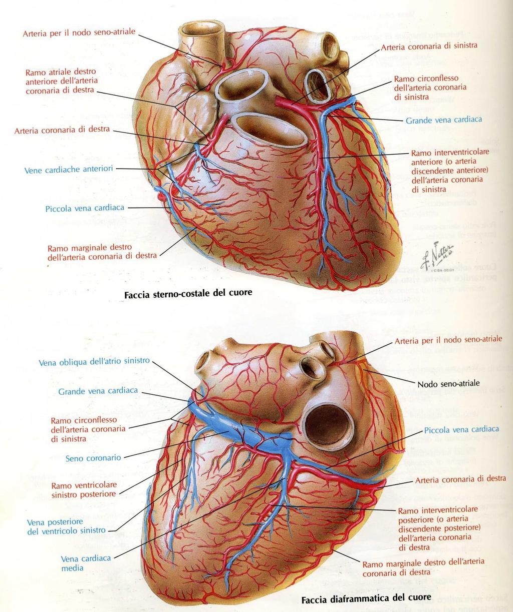 Arterie e Vene del Cuore Coronarie dall Aorta Ascendente: