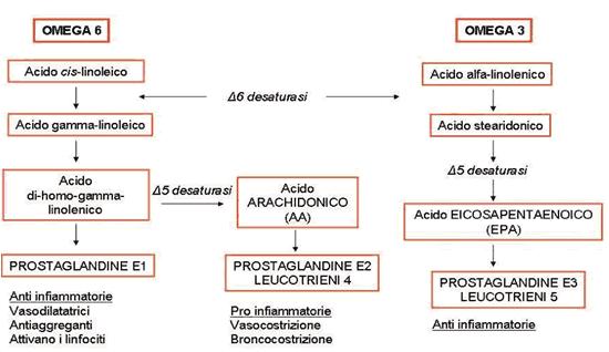 Mentre altri grassi (gli Omega-6) favoriscono la produzione di