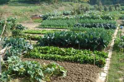 L orto è un appezzamento di terra dal quale, a seguito di lavorazione, si ricavano frutta, verdura, fiori, arbusti e vegetali ornamentali.