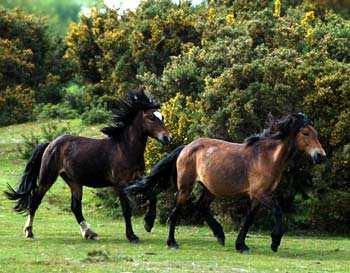 Caratteristiche di un animale Colore Dimensioni Forma Carattere Calore