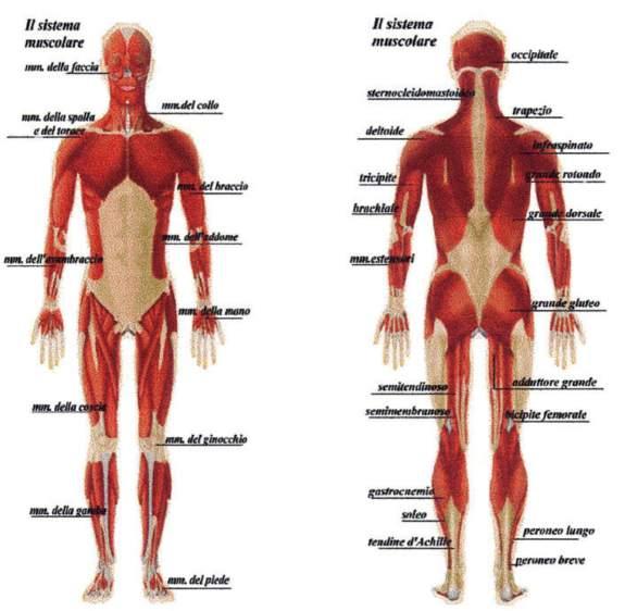 B) Articolazioni semimobili, come nelle vertebre, in cui queste ossa sono unite tra loro grazie ad un cuscinetto, che consente una certa libertà nei movimenti; C) Articolazioni mobili come nel caso