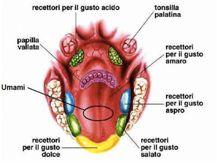 IL GUSTO Il gusto ci permette di percepire i sapori di ciò che mangiamo e beviamo attraverso il suo organo specifico: la lingua Ha le funzioni di percepire i cinque sapori: Acido papille delle aree