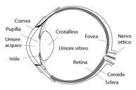 L'occhio, o bulbo oculare, ha il compito di ricavare informazioni sull'ambiente circostante attraverso la luce. L'occhio umano 1. raccoglie la luce, 2.