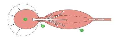 Contrazione (sistole) ventricolare Arteriole 1. Sistole ventricolare 2.Il sangue è spinto nelle arterie 3.